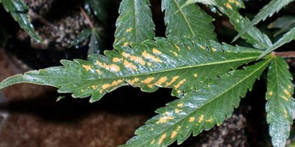 Ravinteiden puute ja liiallinen määrä kannabiksen viljelyssä