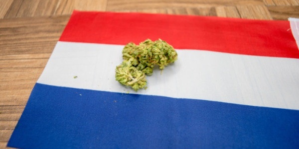 Mitkä ovat kannabiksen hinnat Alankomaissa